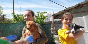 Patrupezi răsfățați la Adăpostul public de câini