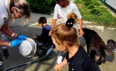 Mici voluntari au dat o mână de ajutor la Adăpostul de câini Baia Mare