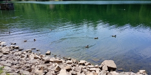 Rațele sălbatice animă decorul de poveste al Lacului Bodi-Mogoșa