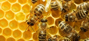 Albinele sunt sărbătoritele zilei de 20 mai