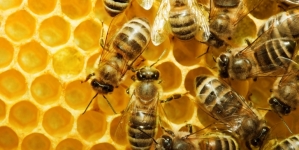 Albinele sunt sărbătoritele zilei de 20 mai