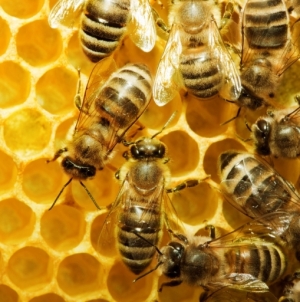 Albinele sunt sărbătoritele zilei de 20 mai