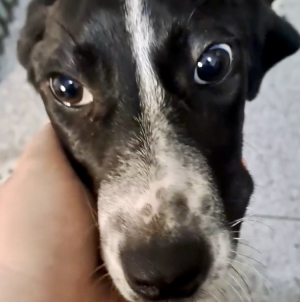 O cățelușă are nevoie de ajutorul oamenilor, iubitori de animale