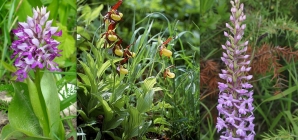 Orhideele de la Băiuț – frumusețile „exotice” de la Capătul lumii