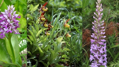 Orhideele de la Băiuț – frumusețile „exotice” de la Capătul lumii