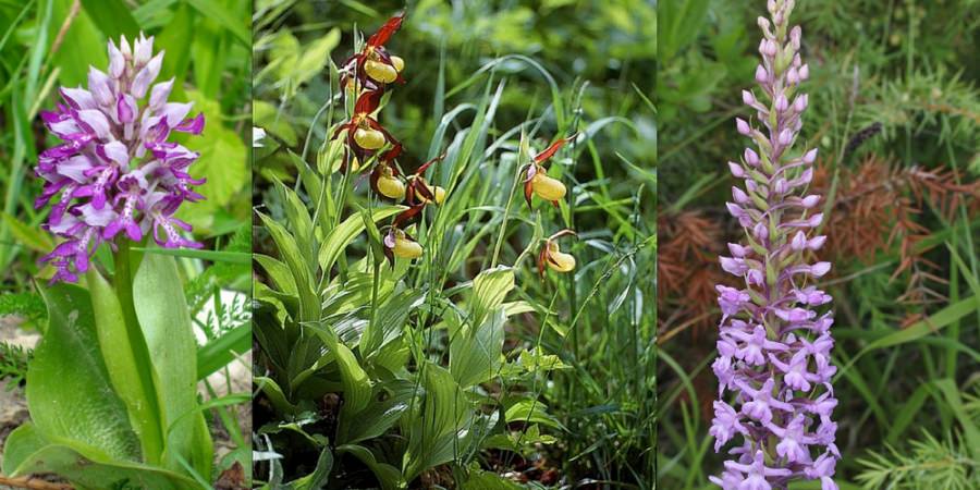 Orhideele de la Băiuț – frumusețile „exotice” de la Capătul lumii