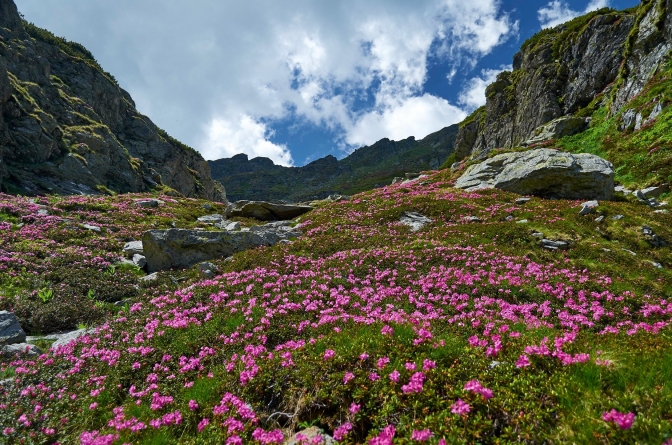 A început să înflorească rhododendronul în Maramureș