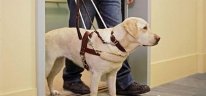Câinii ghizi ai persoanelor cu dizabilități au acces în toate spațiile publice