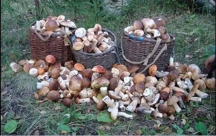 După ploile din ultimele zile, pădurile din Maramureș abundă în ciuperci