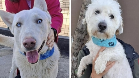 Se caută cazare provizorie pentru doi patrupezi