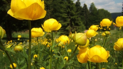 A înflorit bulbucul de munte sau „trandafirul Rodnei”