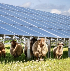 Modificări la proiectul instalării de panouri fotovoltaice în ferme, cu bani europeni