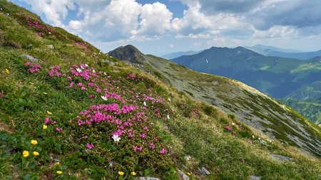 Pietrosul Rodnei, o capodoperă a naturii care se întinde pe două județe