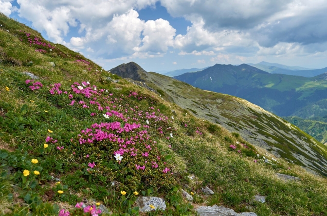 Pietrosul Rodnei, o capodoperă a naturii care se întinde pe două județe
