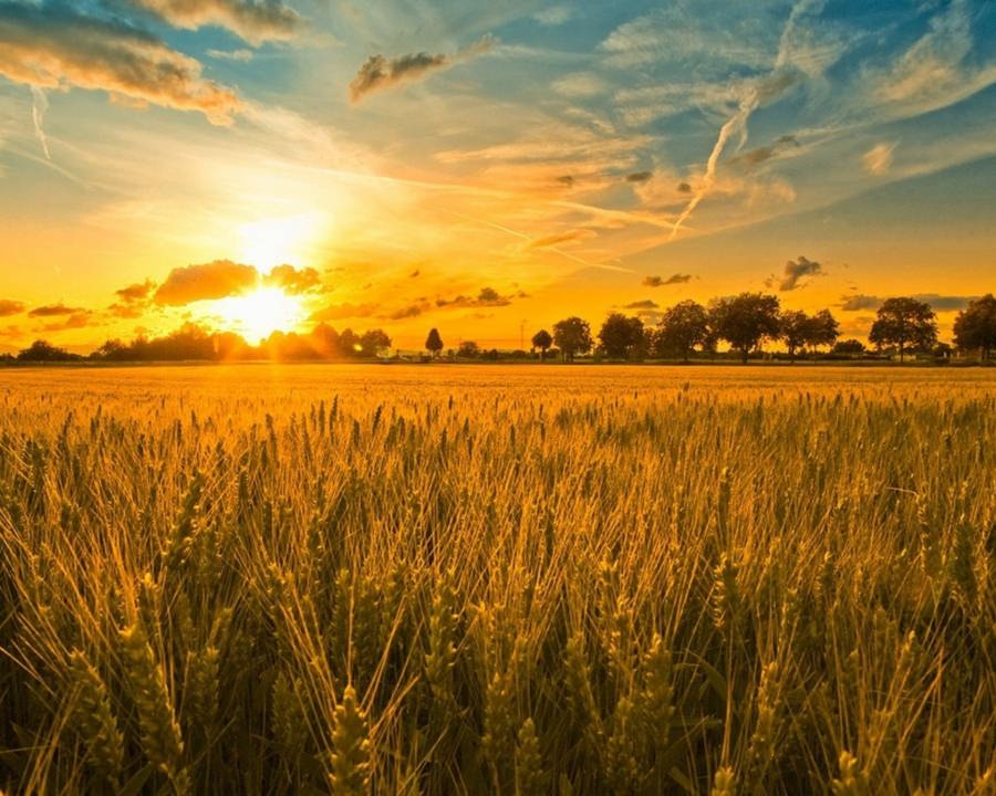 Tradiții și sărbători ale lunii iulie