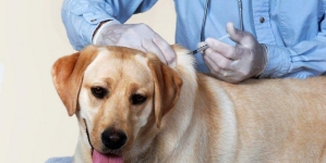 Sterilizări gratuite pentru câini la Dispensarul veterinar Groși