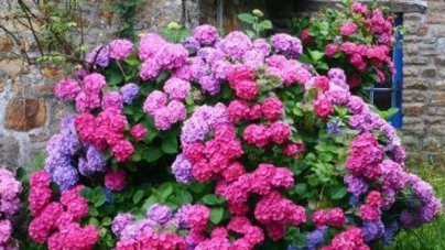 Hortensiile, florile care înfrumusețează tabloul verii