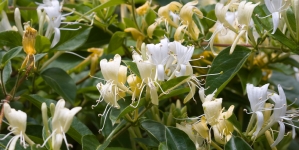 Legenda florii divine Mâna Maicii Domnului