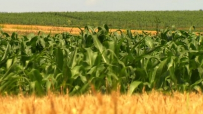 Peste 370 de fermieri din Maramureș vor fi verificați de APIA