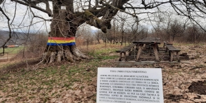 Teiul de la Băsești, o destinație de vacanță cu iz de istorie