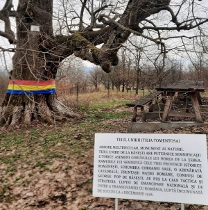 Teiul de la Băsești, o destinație de vacanță cu iz de istorie