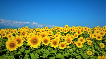 Soarele în miniatură înfrumusețează natura verii