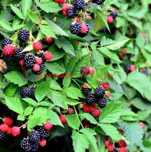 Sezonul murelor este în floare