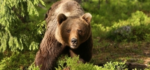 S-a semnalat prezența unui urs în Vișeu de Jos