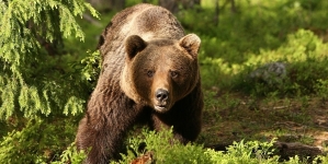 S-a semnalat prezența unui urs în Vișeu de Jos