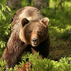 S-a semnalat prezența unui urs în Vișeu de Jos