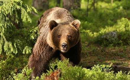 RO-ALERT în Chiuzbaia după apariția unui urs în zona Cabana Herja