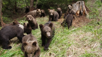 Modificarea Legii vânătorii dă liber împușcării a peste 400 de urși, în acest an