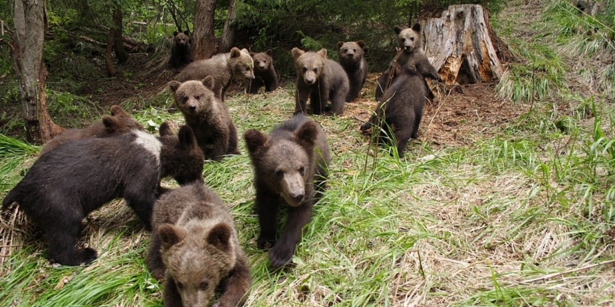 Modificarea Legii vânătorii dă liber împușcării a peste 400 de urși, în acest an