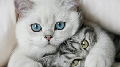 Pisicile au capacitatea de a proteja casa de energiile negative