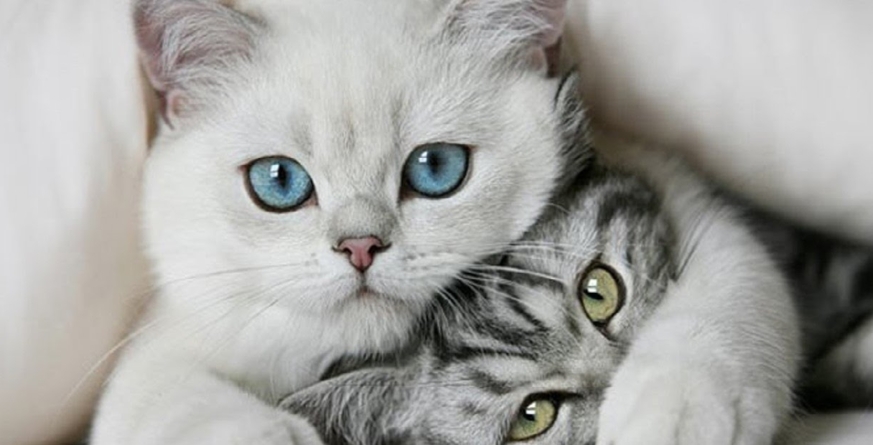 Pisicile au capacitatea de a proteja casa de energiile negative