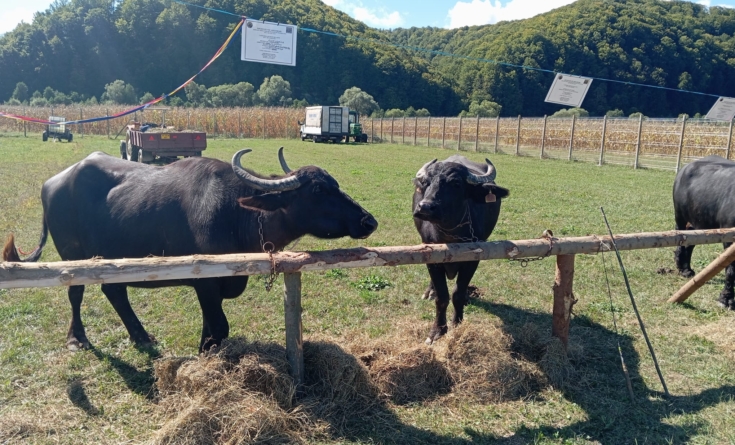 Prima ediție a „Festivalului bivolului din Țara Lăpușului”, un succes; „Se cuvenea să îi cinstim și să le arătăm recunoștință lăpușenilor care încă mai cresc cu drag această specie”