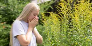 Alergia la ambrozie se manifestă la finalul sezonului cald