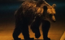 Posibil atac al unui urs în Săcel