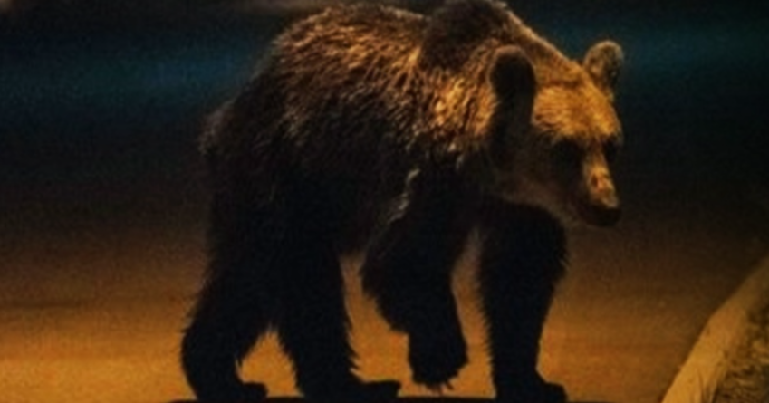 Posibil atac al unui urs în Săcel