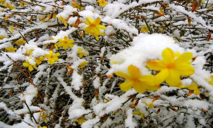 Flori care iubesc frigul iernii