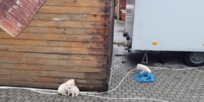 Trei cățeluși abandonați într-o pungă, în Centrul Vechi au nevoie de un cămin provizoriu