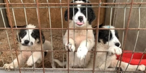 Concert caritabil „Poveste de iarnă”, la Biserica Greco-Catolică „Sfânta Cruce”