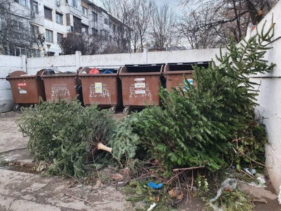 Acțiune de reciclare a brazilor de Crăciun, pentru locuitorii din Baia Mare