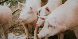 Porcul din bătătură, pe cale de dispariție?