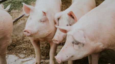 Porcul din bătătură, pe cale de dispariție?