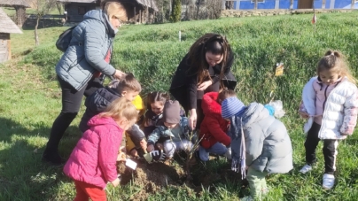 Micuții de la Școala Gimnazială Satulung au plantat flori și pomișori la Muzeul Satului din Baia Mare