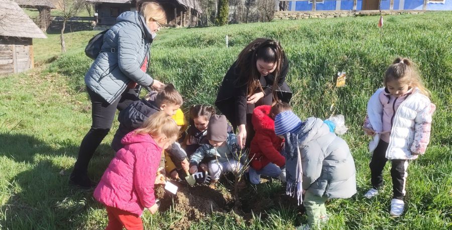Micuții de la Școala Gimnazială Satulung au plantat flori și pomișori la Muzeul Satului din Baia Mare