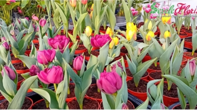 În Baia Sprie se deschide noul centru de grădinărit Serele Florisol