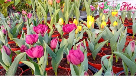 În Baia Sprie se deschide noul centru de grădinărit Serele Florisol