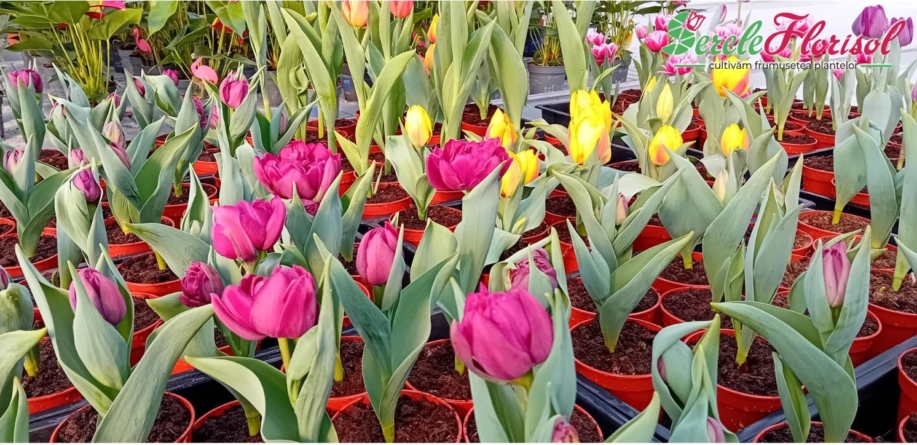 În Baia Sprie se deschide noul centru de grădinărit Serele Florisol